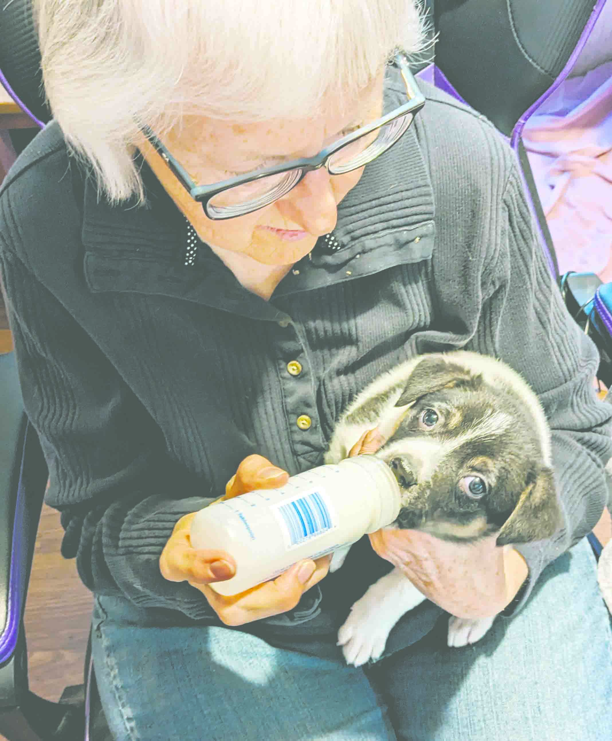 Orphaned pup just one of countless animals rescued at shelter