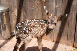 Biologists caution against moving deer during fawning