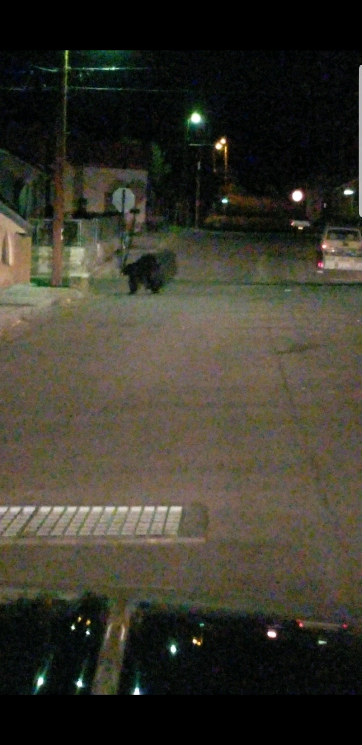 Bear spotted in downtown