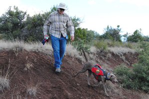 Training in The Dog Days of Summer