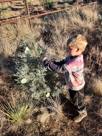 Silver Citians decorate trees for ornament scavenger hunt